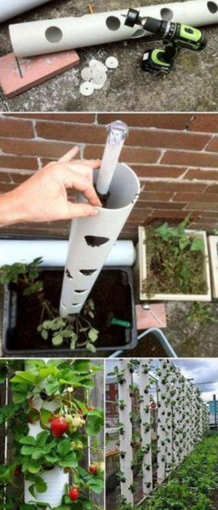 1750707742 974 9 formas diferentes de cultivar morangos em casa
