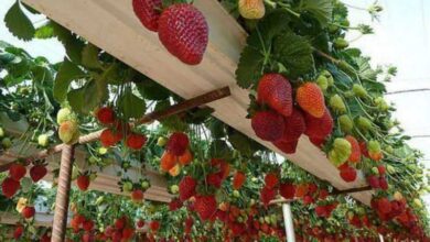 9 formas diferentes de cultivar morangos em casa