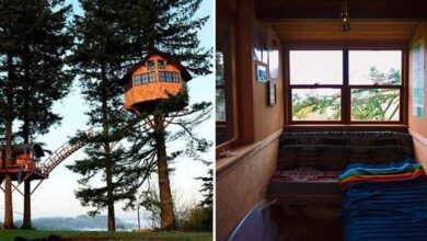 homem abandona vida normal para realizar sonho de viver em casa da árvore (5)