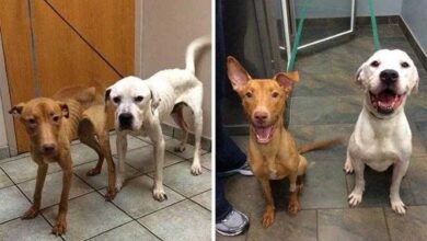 20 imagens inacreditáveis de cães antes e depois de serem resgatados