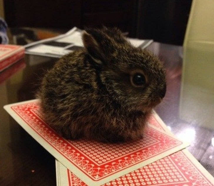 1750732338 83 20 animais surpreendentes cujo tamanho esta para la da nossa