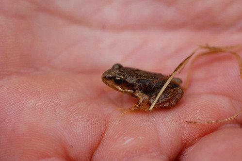 1750732343 144 20 animais surpreendentes cujo tamanho esta para la da nossa Tiny Frog