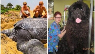 20 animais surpreendentes cujo tamanho está para lá da nossa compreensão