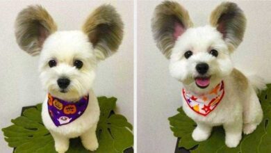 Cãozinho com orelhas de rato está encantando a internet