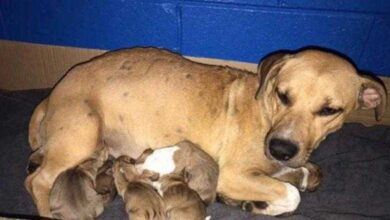 Cadela aterrorizada não para de abraçar seus salvadores