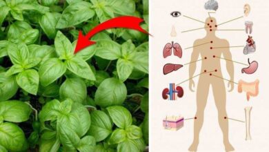 Saiba por que o manjericão é a planta mais mágica que já existiu!