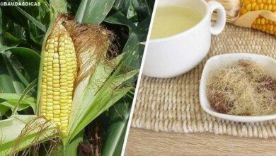 1750752727 conheca os beneficios do cabelo de milho Conheça os benefícios do cabelo de milho