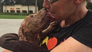 Cadela jogada de um caminhão fica muito feliz por ter sido resgatada