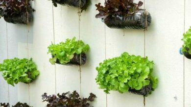 12 Alimentos que pode cultivar em garrafas de plástico