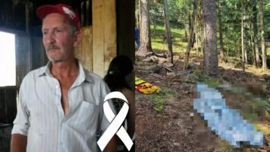 Idoso de 82 anos que morreu durante colheita de pinhão é identificado