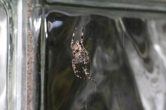 Alguns repelentes naturais são fáceis de encontrar e eficientes contra esses aracnídeos