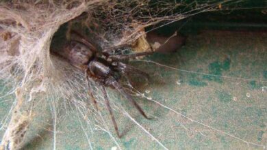 Como acabar com teias de aranha em casa