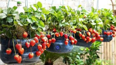 como cultivar morangos em garrafas plástica de 5 litros