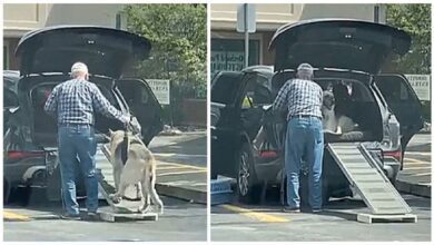 Idoso é flagrado ajudando seu cachorro também idoso a entrar no carro pela rampa que construiu para ele