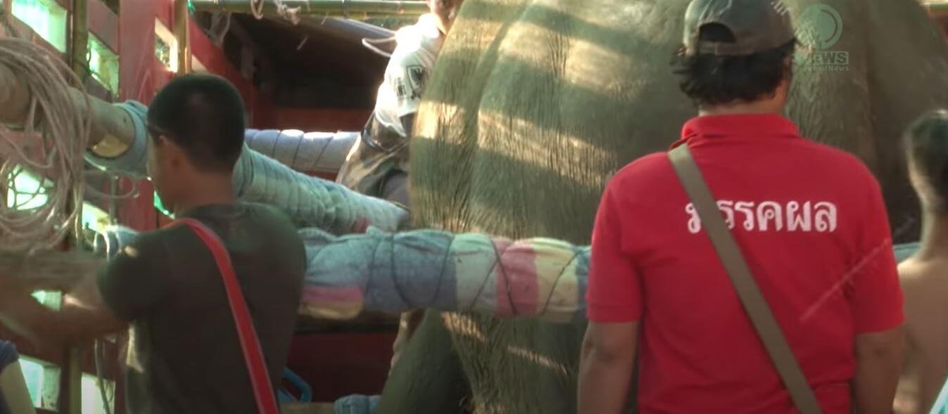 1750808542 239 elefante de 73 anos e visto chorando quando libertado da