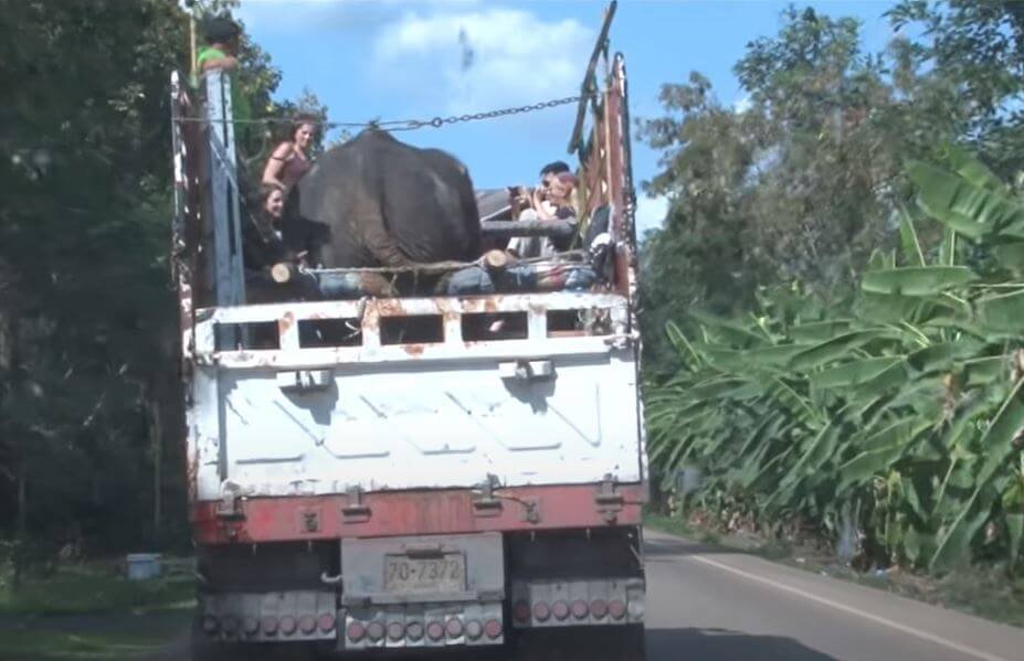 1750808542 252 elefante de 73 anos e visto chorando quando libertado da