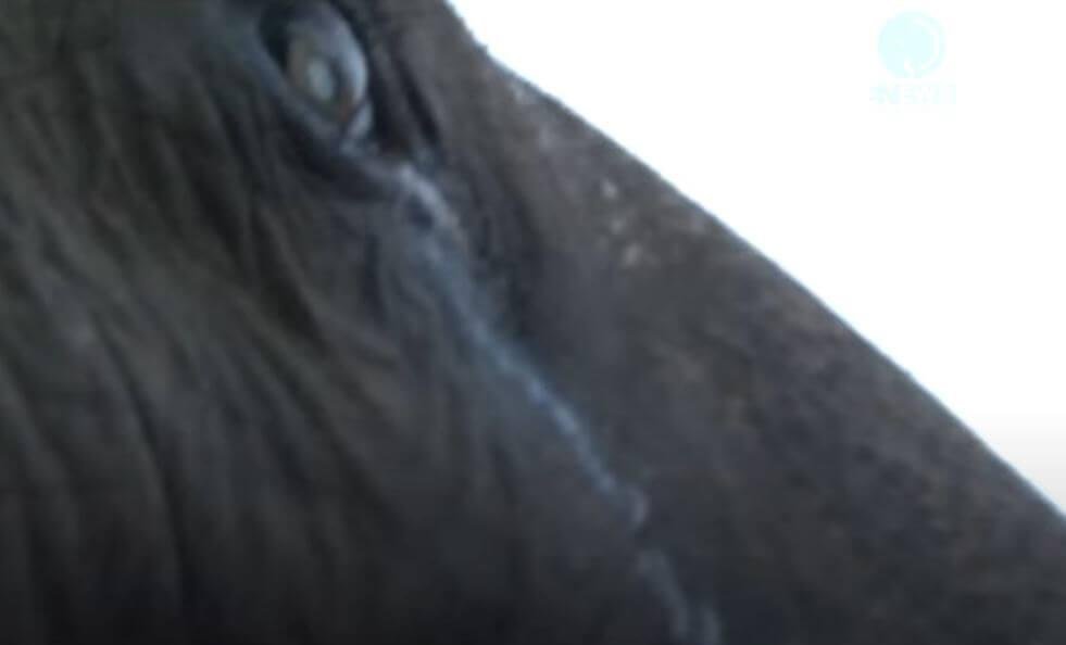 1750808542 74 elefante de 73 anos e visto chorando quando libertado da