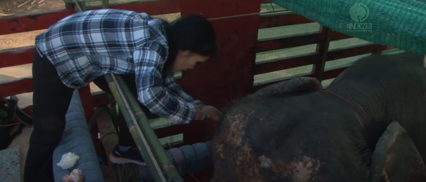 1750808542 874 elefante de 73 anos e visto chorando quando libertado da