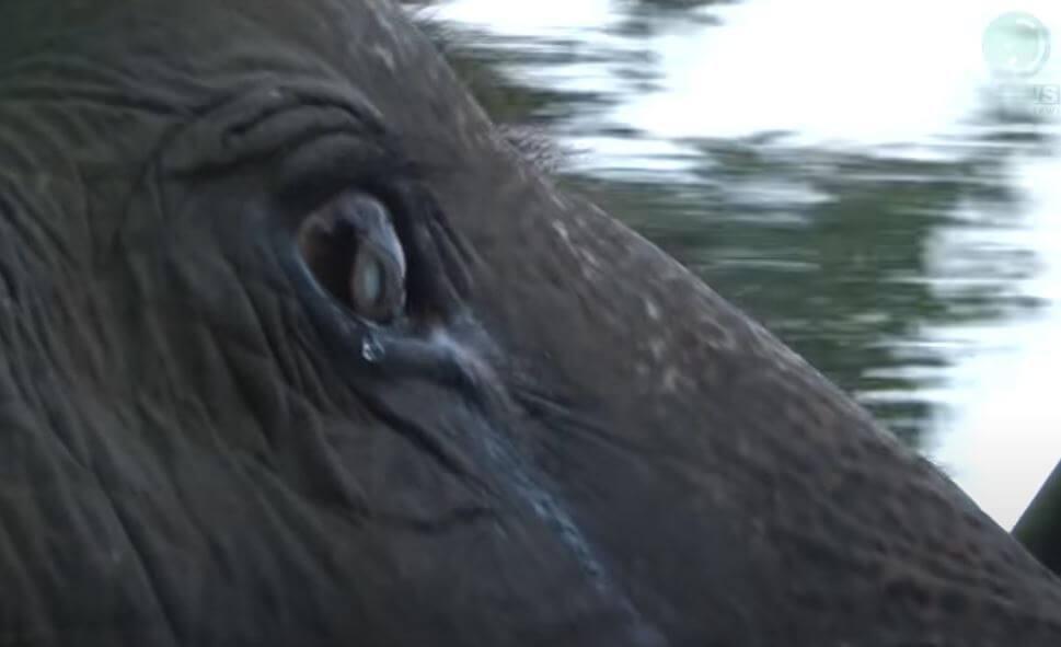 1750808542 888 elefante de 73 anos e visto chorando quando libertado da