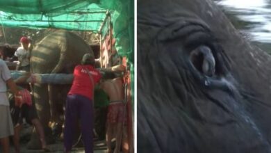 Elefante de 73 anos é visto chorando quando libertado da vida em cativeiro