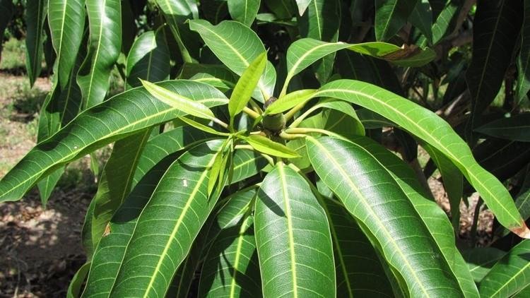 Benefícios da folha da manga Benefícios da folha da manga