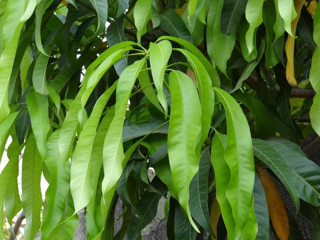 Folha de manga Folha de manga