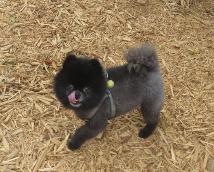 1750986493 717 16 animais que definitivamente nasceram para serem os reis da