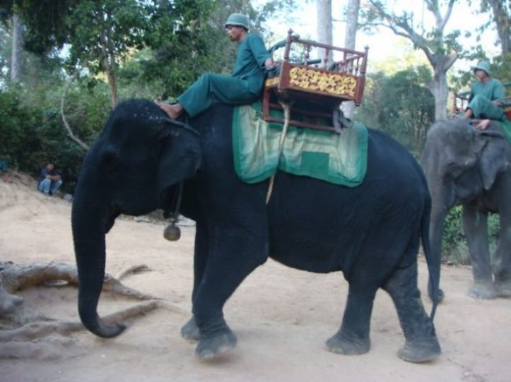 1750986498 55 16 animais que definitivamente nasceram para serem os reis da