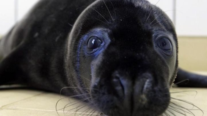 1750986511 166 16 animais que definitivamente nasceram para serem os reis da