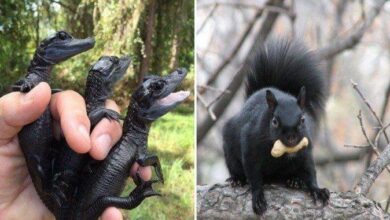 16 animais que definitivamente nasceram para serem os reis da melanina na natureza