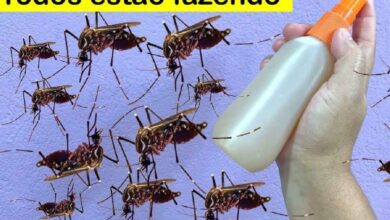 Repelente caseiro que vai afastar os pernilongos de você definitivamente