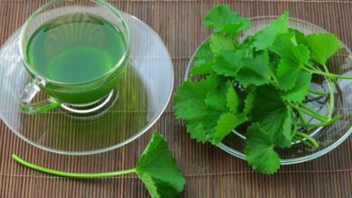 Chá de centella asiática contra hipotiroidismo