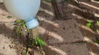 1751007611 como fazer mata mato caseiro Como Fazer Mata Mato Caseiro