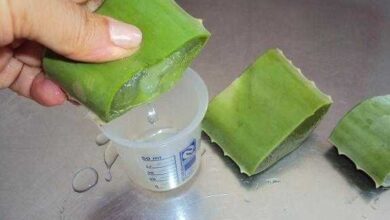 Relaxamento Caseiro com Babosa para os Cabelos