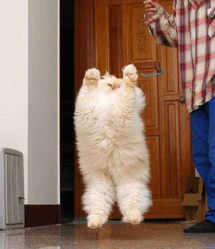 1751028859 930 15 animais super sortudos que ganharam na loteria genetica