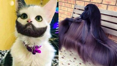 15 animais super sortudos que ganharam na loteria genética