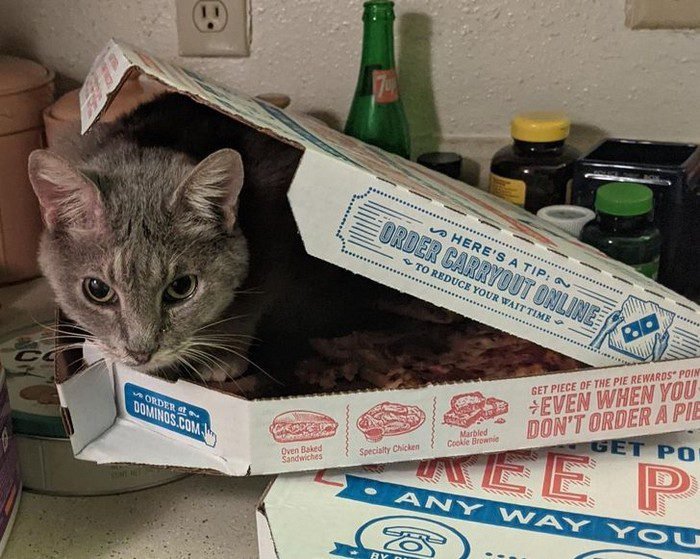 1751038094 71 15 animais que nao fazem a minima questao de esconder