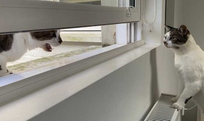 1751038095 32 15 animais que nao fazem a minima questao de esconder