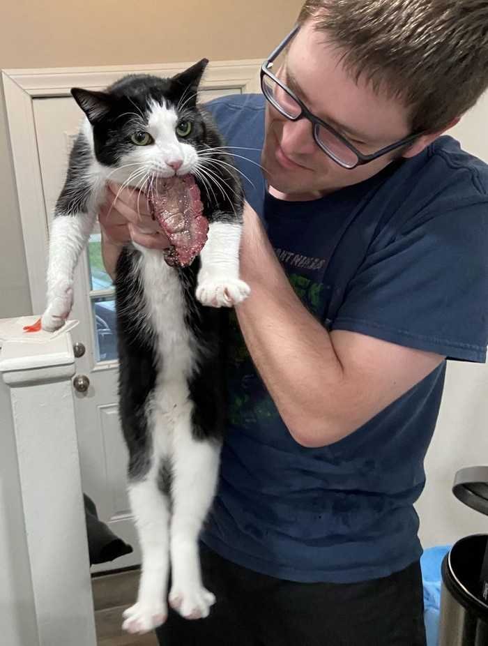 1751038099 782 15 animais que nao fazem a minima questao de esconder