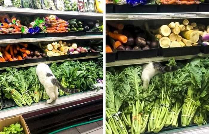 1751038102 453 15 animais que nao fazem a minima questao de esconder