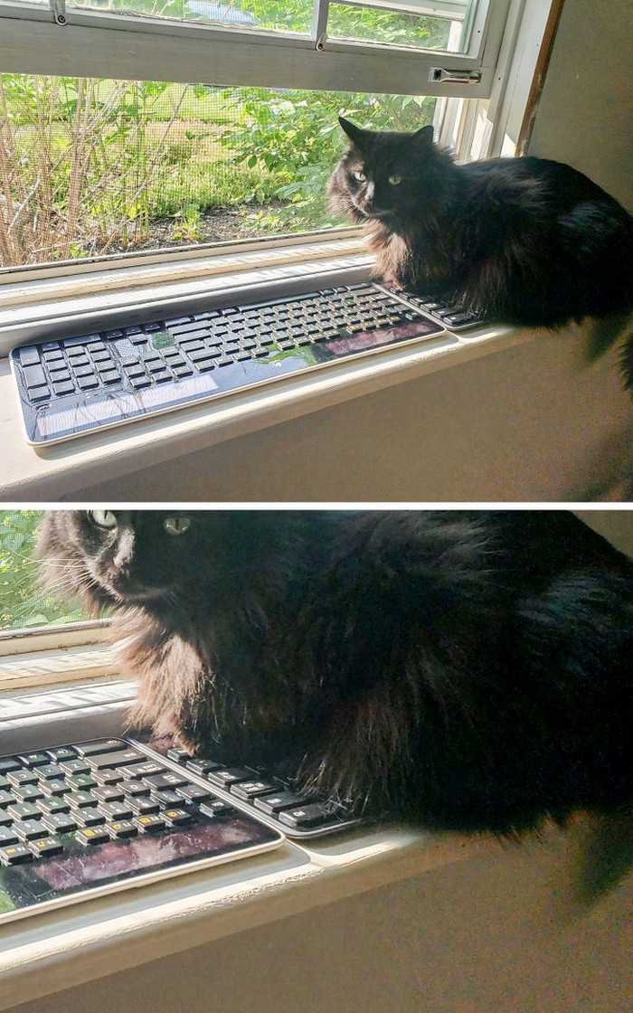 1751038103 914 15 animais que nao fazem a minima questao de esconder