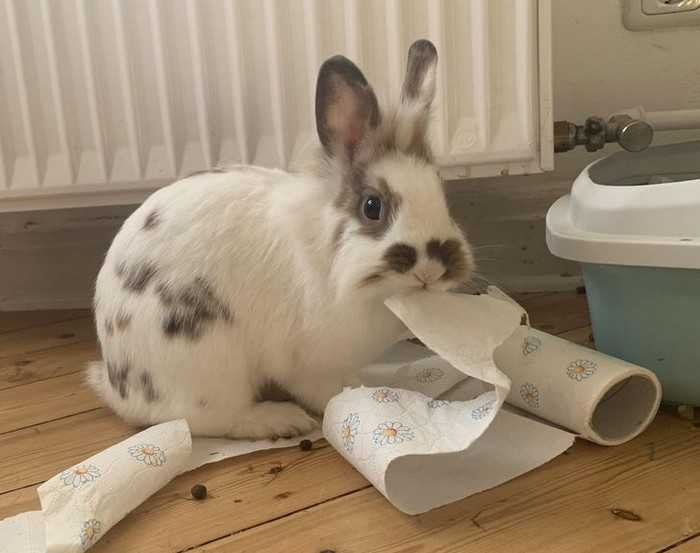 1751038108 160 15 animais que nao fazem a minima questao de esconder