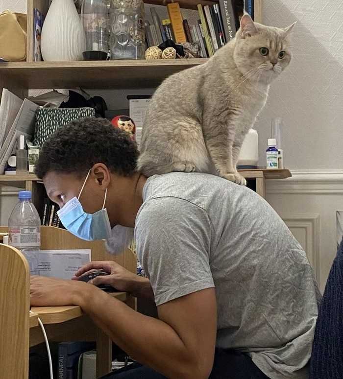 1751038110 659 15 animais que nao fazem a minima questao de esconder Bolo húmido de laranja