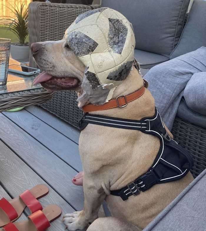 1751038111 872 15 animais que nao fazem a minima questao de esconder