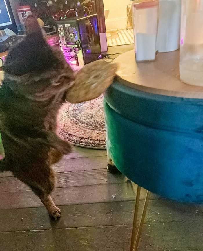 1751038113 504 15 animais que nao fazem a minima questao de esconder