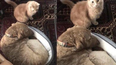 15 Animais que não fazem a mínima questão de esconder que são rebeldes