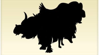 Você pode encontrar todos os animais? Você tem trinta segundos: você aceita o desafio?