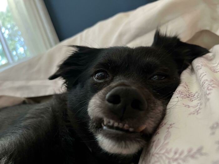 Cão se recusa a deixar saco. Quando um homem abriu a bolsa? Que horror!!