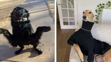 22 Momentos engraçados em que os cães pareciam estar "desconfigurados"