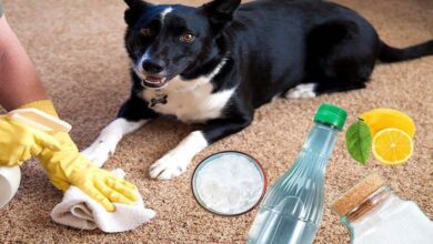 6 Dicas caseiras para tirar cheiro de cachorro da casa